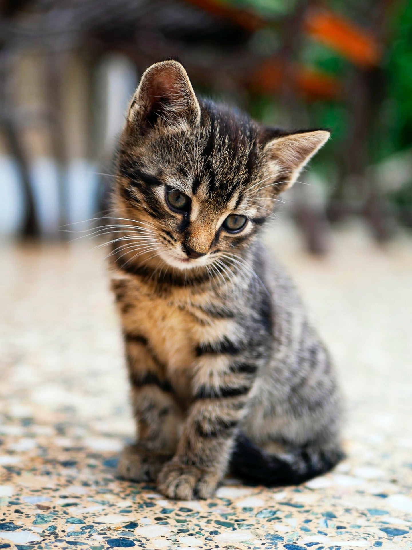 Kitten Rescue